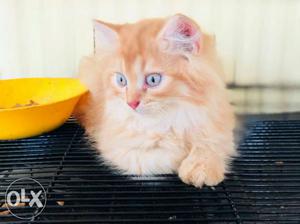 Kittens doll face orangesh white