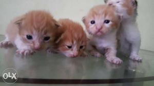 Litter Of Yellow Kittens