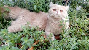 Long-coated light Brown Persian male Cat, price slightly