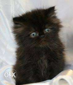 Long-fur Black Persian Kitten