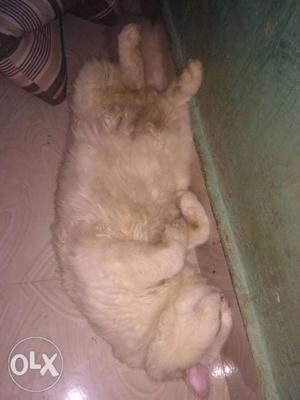 Long fur male Persian cat... Very healthy and