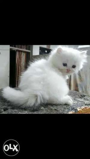 Long hair Persian cat femaleb 2 month old Active and healthy