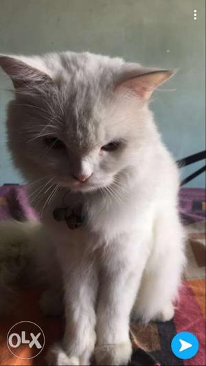 Male persian cat 7 months old for sale urgently