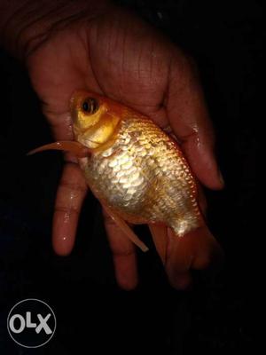 Male&female gold fish breeders