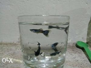 Moscow blue guppies for sale
