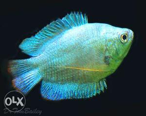 Neon gurami fish good quality and bright colours