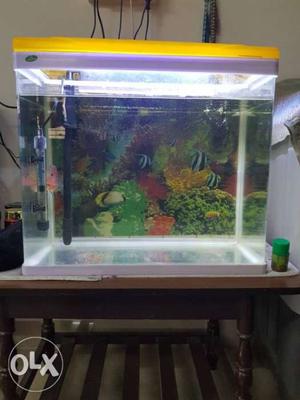 New imported tank with flower horn for sale