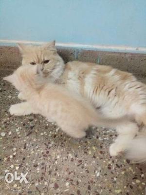 Orange And White Cat both 12k