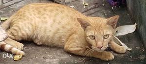 Orange Spotted Tabby Cat