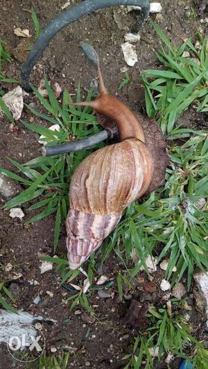 Pair of Giant african land snail is live