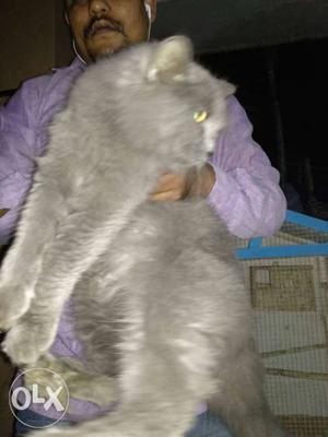 Pair of Persian cat for sales with Cage