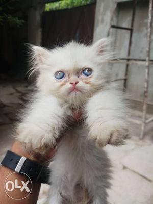 Parsian kitten double coat semi punch
