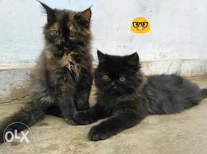 Percian Cat Kitten male and female..  each