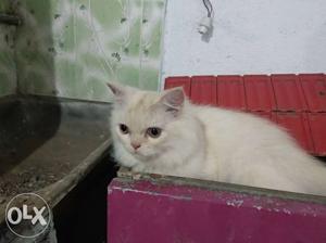 Perian cat Semi punch male 5months old