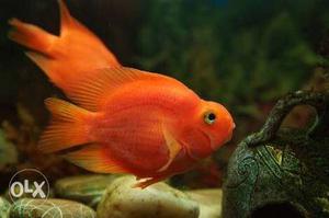 Perrot fish good condition