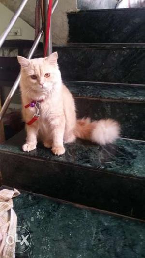 Persian Cat Male Beautiful 1.5 yes.