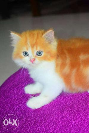 Persian Kitten For Sale tabby With Good Fur