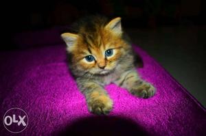 Persian Kitten For Sale tabby With Good Fur