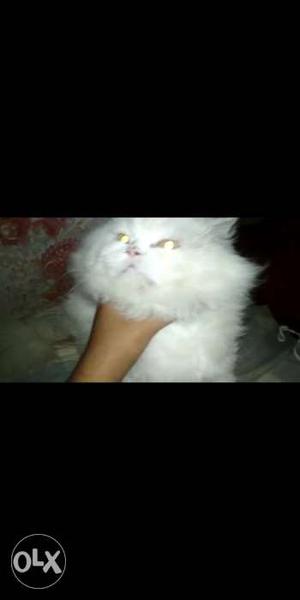Persian Kittens Fully Fluffy Doll Faced