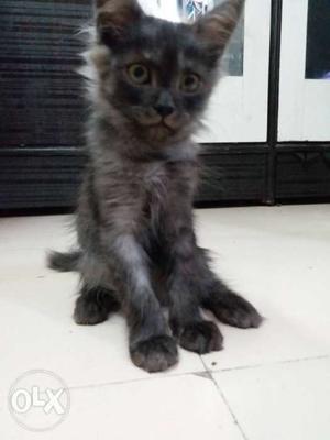 Persian Male Cat 4 Month Old For sale.