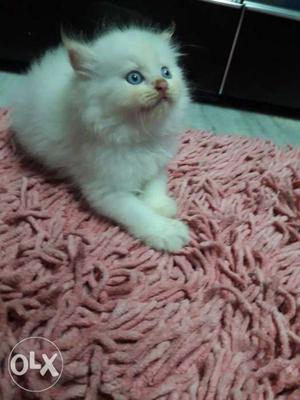 Persian blue eyes female kitten