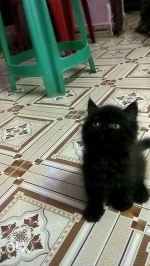 Persian cat black colour saymi