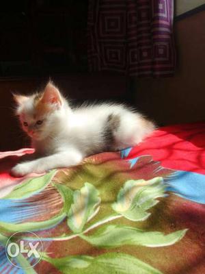 Persian cat (female) 1.5 months old. only one