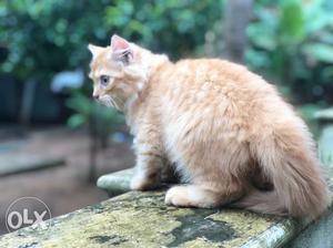 Persian cat female 2 month old toilet trained