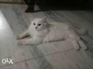 Persian cat kitten 3.5 months old