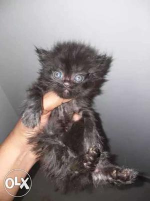 Persian cat kittens 4 sale low rate