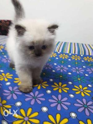 Persian home breed himalyan kitten