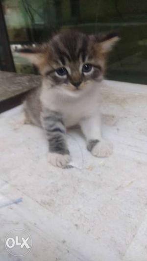 Persian kitten for sale 45 days old full active