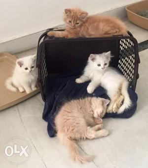 Persian kittens 2 months old for SALE.