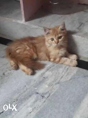 Persian kittens for sale each kitten is  and