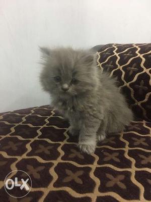 Persian kittens for sale white and grey males.