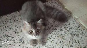 Persian male kitten 3½ months old double coated