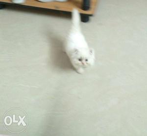 Persian white cat. 50 days