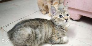 Pet cat cross breed semi Persian for rs