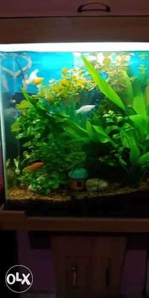 Planted aquarium with all accessories get peace