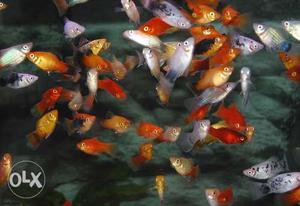 Platy (20 Nos)Fishes all variants for sale