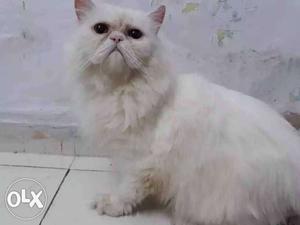 Punch Persian male Cat 14 months old