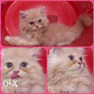 Pure Persian, Semi Punch, 2 Month Old Female