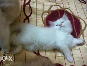 Pure Persian cat doll face 2 months old friendly