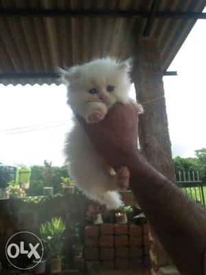 Pure Persian cat/kittens available for sale