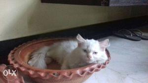 Pure Persian kittens male-female available,