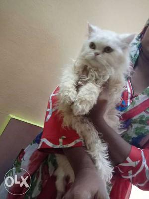Pure Persian male 3 month old very active and