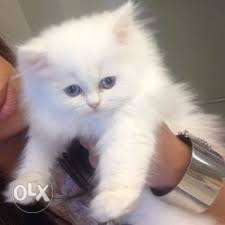 Pure breed Persian cats available with paper work