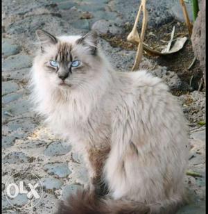 Pure breed female Persian cat for sale... if