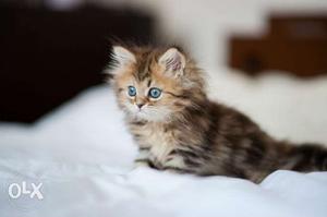 Pure breed persian cat