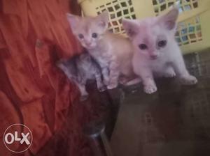 Pure persian breed kittens 45 days old